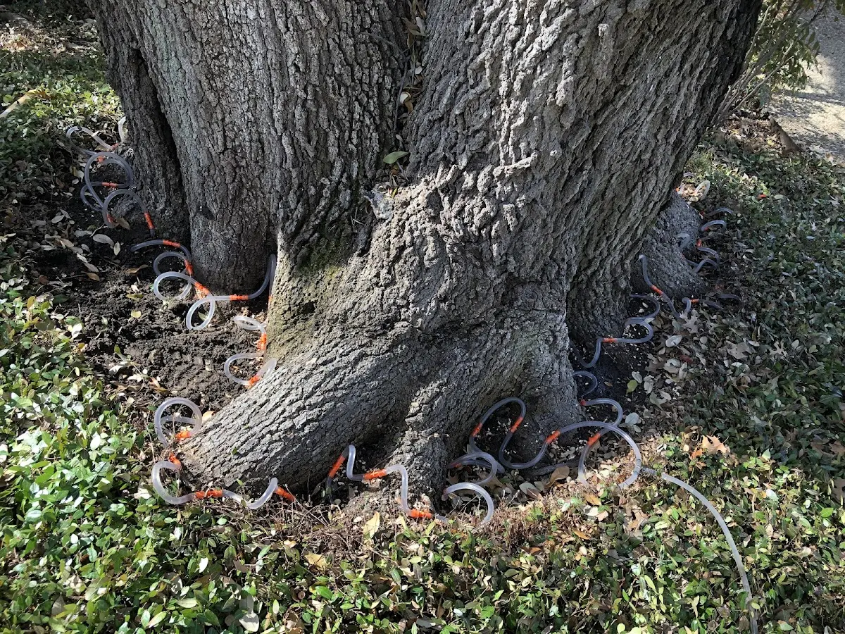 Detailed Tree Cabling and Bracing job site in Adkins